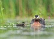 Podiceps grisegena