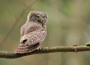 Glaucidium passerinum