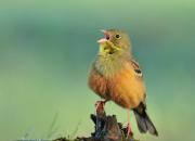 Emberiza hortulana