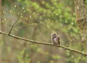 Glaucidium passerinum