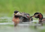 Podiceps grisegena