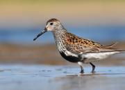 Calidris alpina