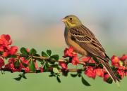 Emberiza hortulana