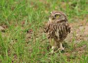 Athene noctua