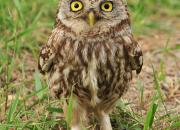 Athene noctua
