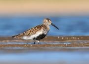 Calidris alpina