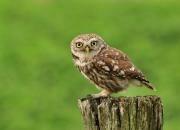 Athene noctua