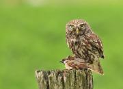 Athene noctua