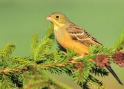 Emberiza hortulana