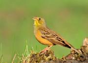 Emberiza hortulana