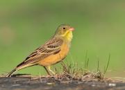 Emberiza hortulana