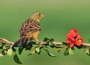 Emberiza hortulana