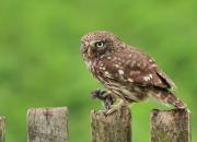 Athene noctua