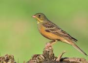Emberiza hortulana