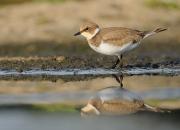 Charadrius dubius