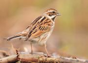 Emberiza schoeniclus