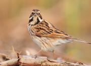 Emberiza schoeniclus