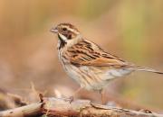Emberiza schoeniclus