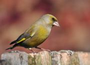 Carduelis chloris