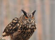 Bubo bubo