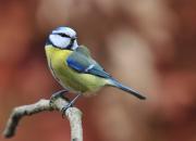 Cyanistes caeruleus