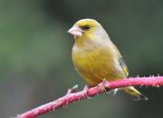 Carduelis chloris