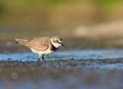 Charadrius dubius