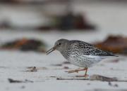 Calidris maritima