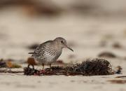 Calidris maritima