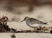 Calidris maritima