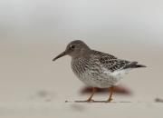 Calidris maritima