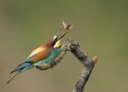 Merops apiaster