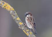 Passer domesticus