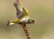 Carduelis chloris