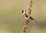 Carduelis carduelis