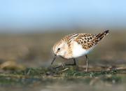 Calidris minuta