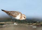 Calidris minuta