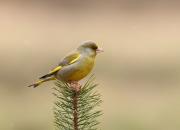 Carduelis chloris