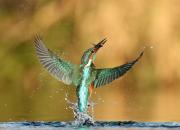 Alcedo atthis