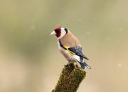 Carduelis carduelis