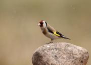 Carduelis carduelis