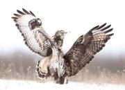 Buteo lagopus