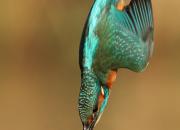 Alcedo atthis