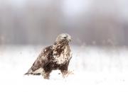 Buteo lagopus