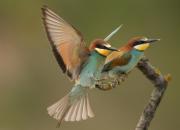 Merops apiaster