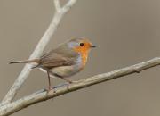 Erithacus rubecula