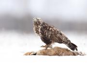 Buteo lagopus