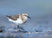 Calidris minuta