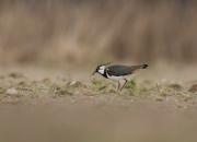 Vanellus vanellus