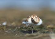 Calidris minuta